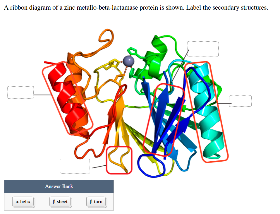 A ribbon diagram of a zinc metallo-beta-lactamase protein is shown. Label the secondary structures.
Answer Bank
a-helix
B-sheet
B-turn
