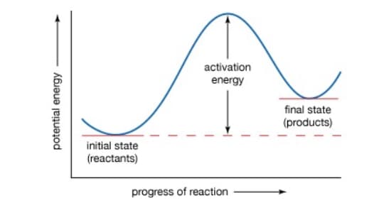 activation
energy
final state
(products)
initial state
(reactants)
progress of reaction
potential energy
