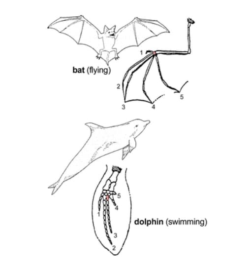 bat (flying)
dolphin (swimming)
