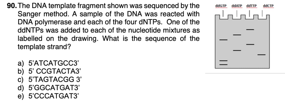 90. The DNA template fragment shown was sequenced by the
Sanger method. A sample of the DNA was reacted with
DNA polymerase and each of the four dNTPs. One of the
ddNTPs was added to each of the nucleotide mixtures as
ddGTP
ddATP
ddTTP
ddCTP
labelled on the drawing. What is the sequence of the
template strand?
a) 5'ATCАTGСС3
b) 5' СCGTAСТАЗ
c) 5'TAGTACGG 3'
d) 5'GGCATGAT3'
e) 5'СССАТGAT3'
