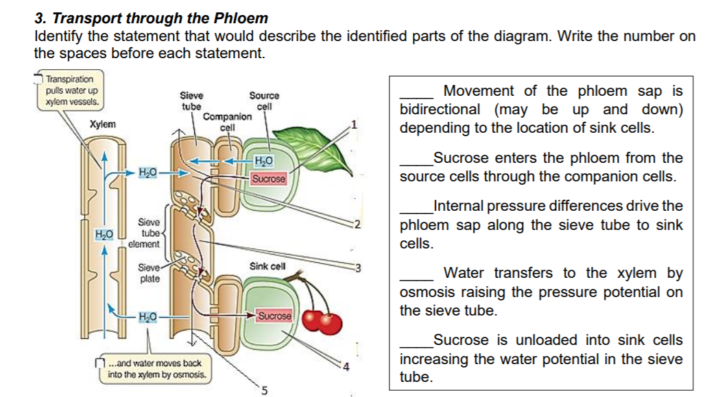 3. Transport through the Phloem
Identify the statement that would describe the identified parts of the diagram. Write the number on
the spaces before each statement.
Transpiration
Movement of the phloem sap is
bidirectional (may be up and down)
depending to the location of sink cells.
pulls water up
xylem vessels.
Source
cell
Sieve
tube
Companion
cell
Xylem
Sucrose enters the phloem from the
source cells through the companion cells.
H,O
H,0
Sucrose
Sieve
tube
element
Internal pressure differences drive the
phloem sap along the sieve tube to sink
cells.
Sieve
plate
Sink cell
Water transfers to the xylem by
osmosis raising the pressure potential on
the sieve tube.
Sucro
Sucrose is unloaded into sink cells
...and water moves back
into the xylem by osmosis.
increasing the water potential in the sieve
tube.
