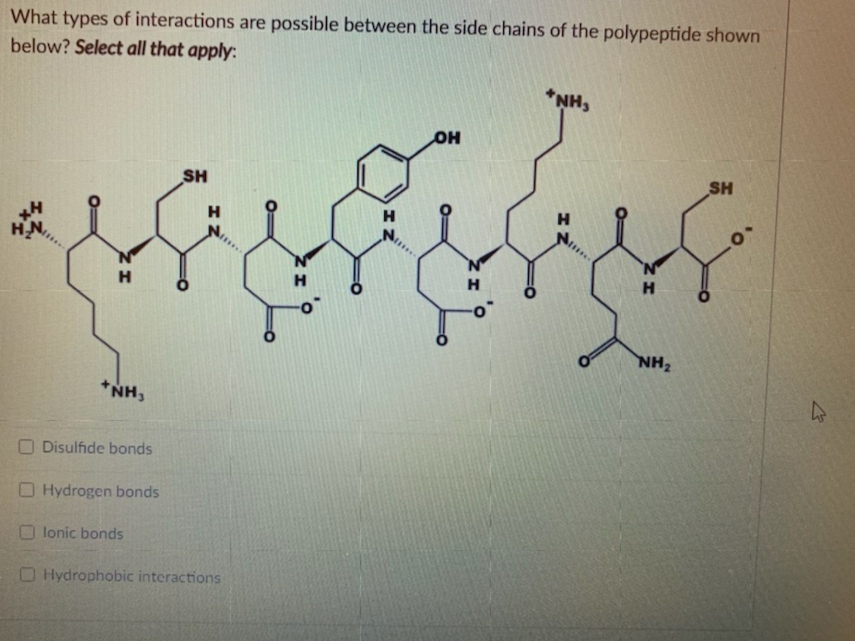 What types of interactions are possible between the side chains of the polypeptide shown
below? Select all that apply:
*NH,
он
SH
SH
H
H
N,
N,
N,
H
H
H
NH2
*NH,
O Disulfide bonds
O Hydrogen bonds
lonic bonds
O Hydrophobic interactions
