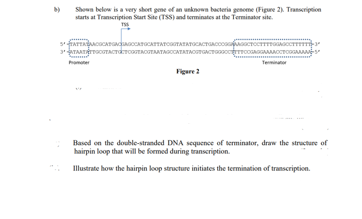 b)
Shown below is a very short gene of an unknown bacteria genome (Figure 2). Transcription
starts at Transcription Start Site (TSS) and terminates at the Terminator site.
TSS
5'TATTATTAACGCATGACGAGCCATGCATTATCGGTATATGCACTGACCCGGRAAGGCTCCTTTTGGAGCCTTTTTT-3'
3' ATAATATTGCGTACTGCTCGGTACGTAATAGCCATATACGTGACTGGGCCTTTCCGAGGAAAACCTCGGAAAAA-5'
Promoter
Terminator
Figure 2
Based on the double-stranded DNA sequence of terminator, draw the structure of
hairpin loop that will be formed during transcription.
Illustrate how the hairpin loop structure initiates the termination of transcription.
