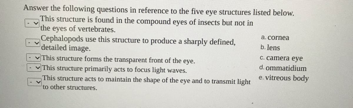 Answer the following questions in reference to the five eye structures listed below.
This structure is found in the compound eyes of insects but not in
the
eyes
of vertebrates.
a. cornea
Cephalopods use this structure to produce a sharply defined,
detailed image.
b. lens
C. camera eye
vThis structure forms the transparent front of the eye.
d. ommatidium
This structure primarily acts to focus light waves.
This structure acts to maintain the shape of the eye and to transmit light
e. vitreous body
to other structures.
