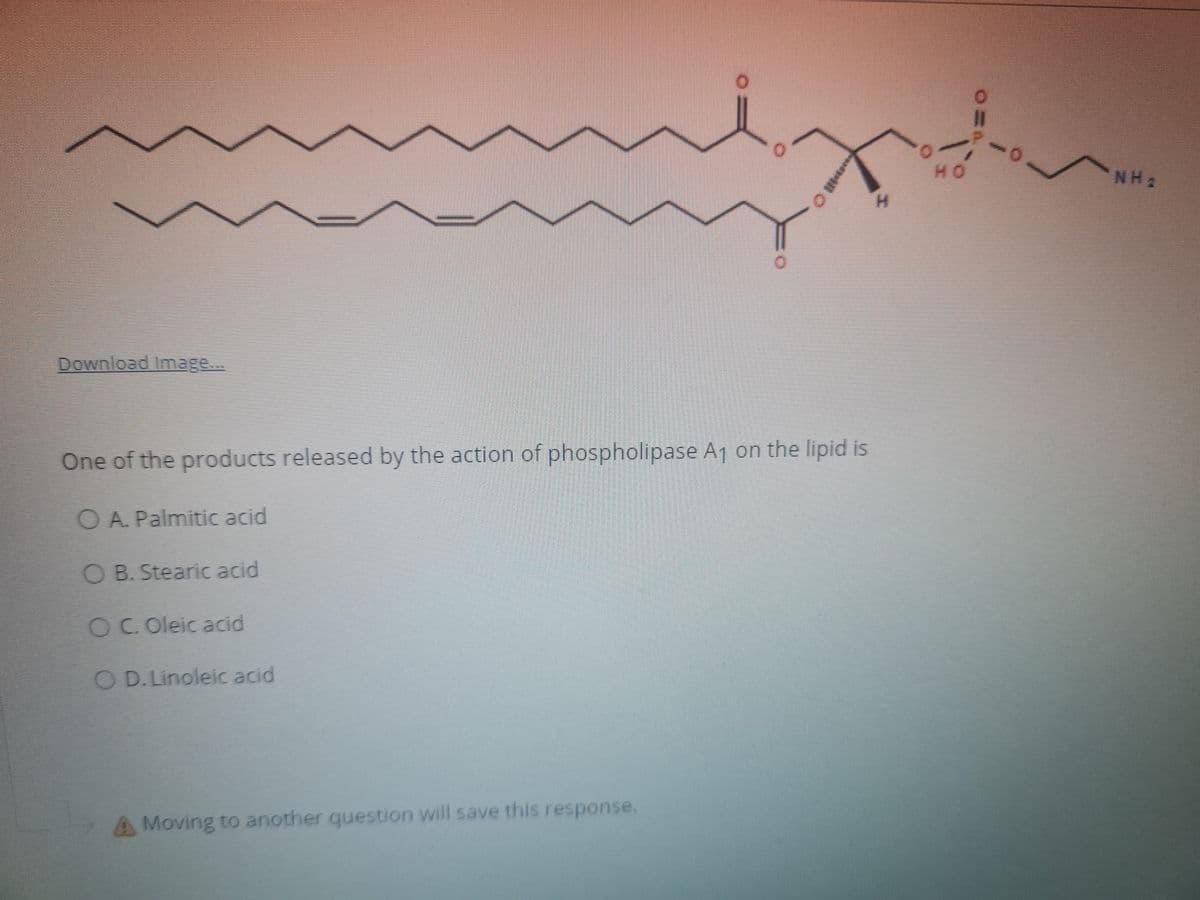 %3D
NHA
H.
Download Image...
One of the products released by the action of phospholipase Aj on the lipid is
O A. Palmitic acid
O B. Stearic acid
OC Oleic acid
O D. Linoleic acid
A Moving to another question will save this response.
