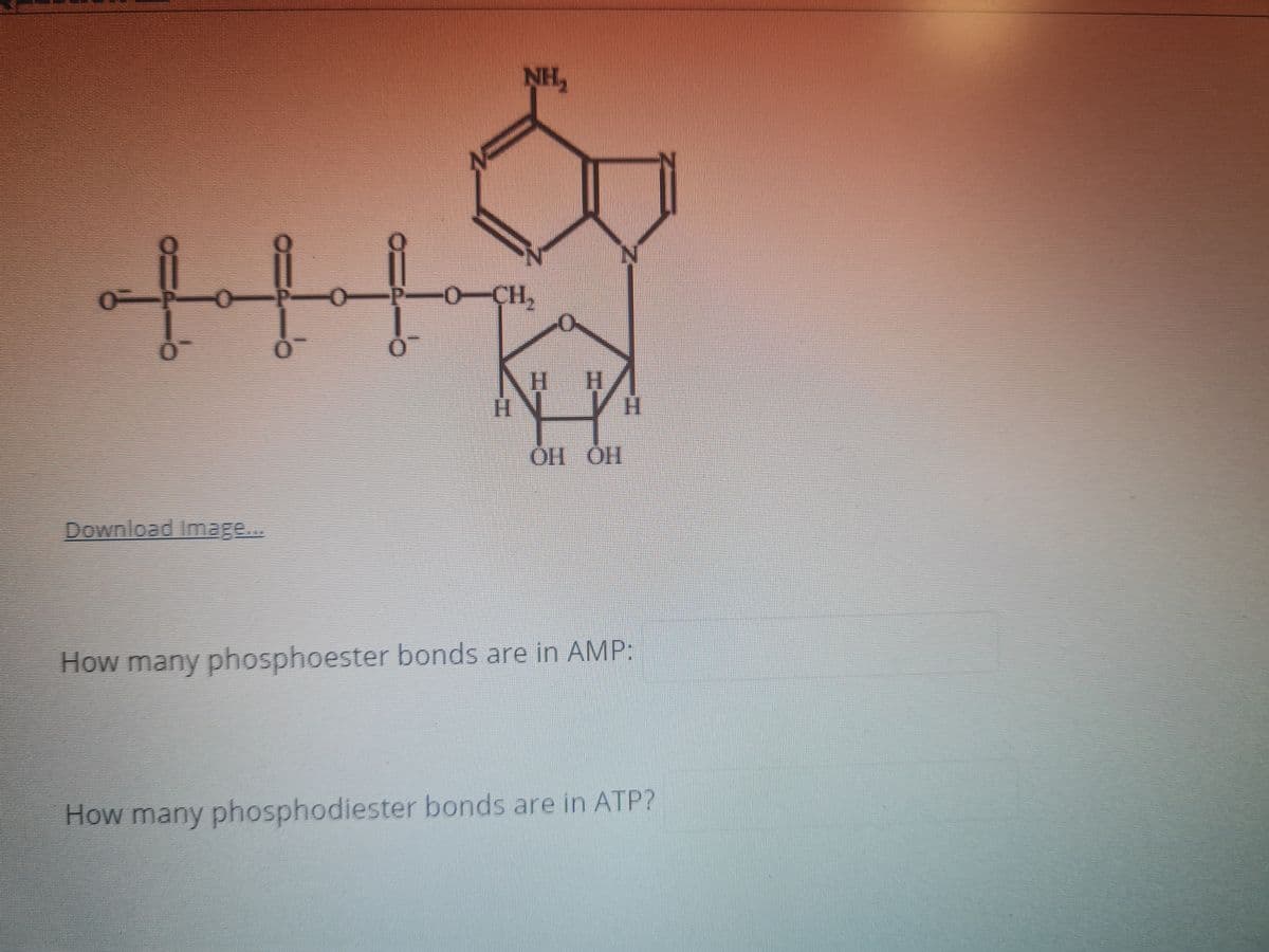 NH,
P-0-CH,
H.
Download Image...
How many phosphoester bonds are in AMP:
How many phosphodiester bonds are in ATP?
