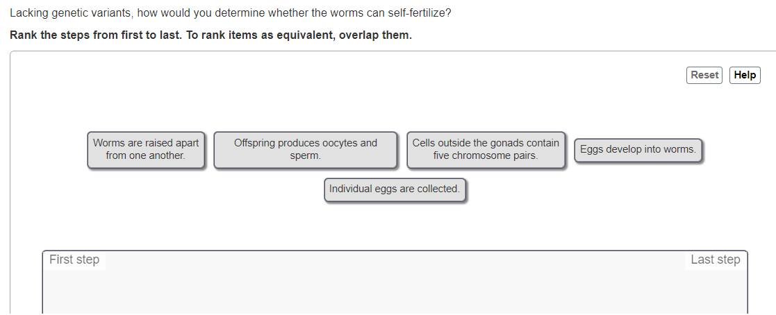 Lacking genetic variants, how would you determine whether the worms can self-fertilize?
Rank the steps from first to last. To rank items as equivalent, overlap them.
Reset
Help
Worms are raised apart
Cells outside the gonads contain
five chromosome pairs.
Offspring produces oocytes and
Eggs develop into worms.
from one another.
sperm.
Individual eggs are collected.
First step
Last step
