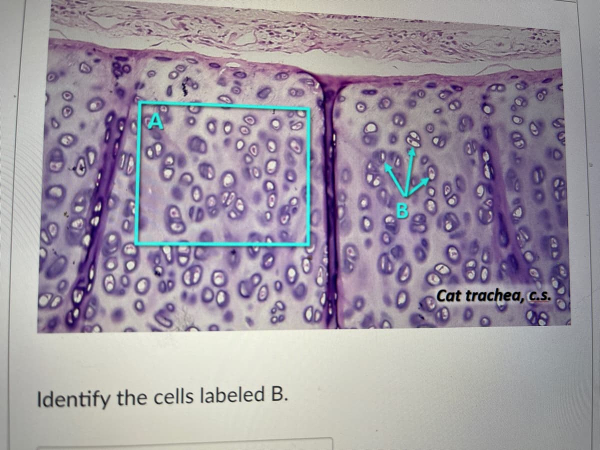 Cat trachea, c.S.
Identify the cells labeled B.
