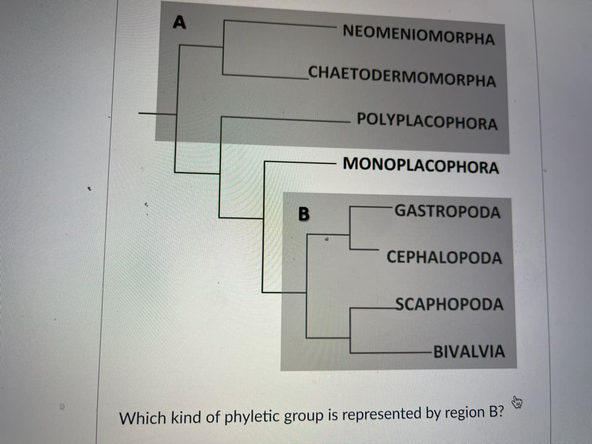 NEOMENIOMORPHA
CHAETODERMOMORPHA
POLYPLACOPHORA
MONOPLACOPHORA
В
GASTROPODA
CEPHALOPODA
SCAPHOPODA
BIVALVIA
Which kind of phyletic group is represented by region B?

