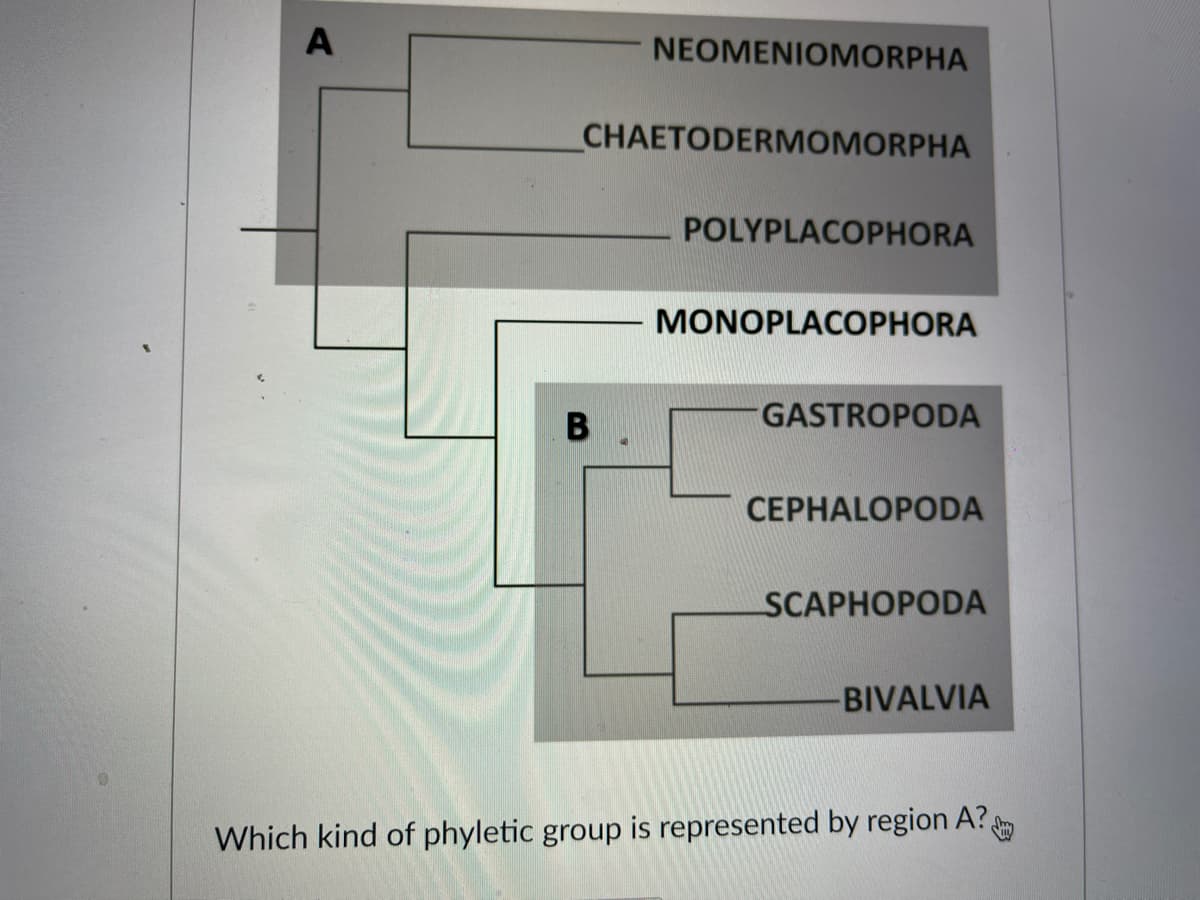 A
NEOMENIOMORPHA
CHAETODERMOMORPHA
POLYPLACOPHORA
MONOPLACOPHORA
B
GASTROPODA
CEPHALOPODA
SCAPHOPODA
BIVALVIA
Which kind of phyletic group is represented by region A?.
