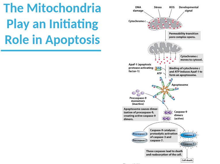 The Mitochondria
Play an Initiating
Role in Apoptosis
DNA
damage
Cytochrome c
Apaf-1 (apoptosis
protease activating
factor-1)
Procaspase-9
monomers
(inactive)
Stress
Procaspase-3
Procaspase-7
MK
ATP
Apoptosome causes dimer-
ization of procaspase-9,
creating active caspase-9
dimers.
ROS Developmental
signal
Permeability transition
pore complex opens.
Cytochromec
moves to cytosol.
Binding of cytochrome c
and ATP induces Apaf-1 to
form an apoptosome.
Apoptosome
Caspase-9
dimers
(active)
Caspase-9 catalyzes
proteolytic activation
of caspase-3 and
caspase-7.
These caspases lead to death
and reabsorption of the cell.
Caspase-3
Caspase-7
Cell death