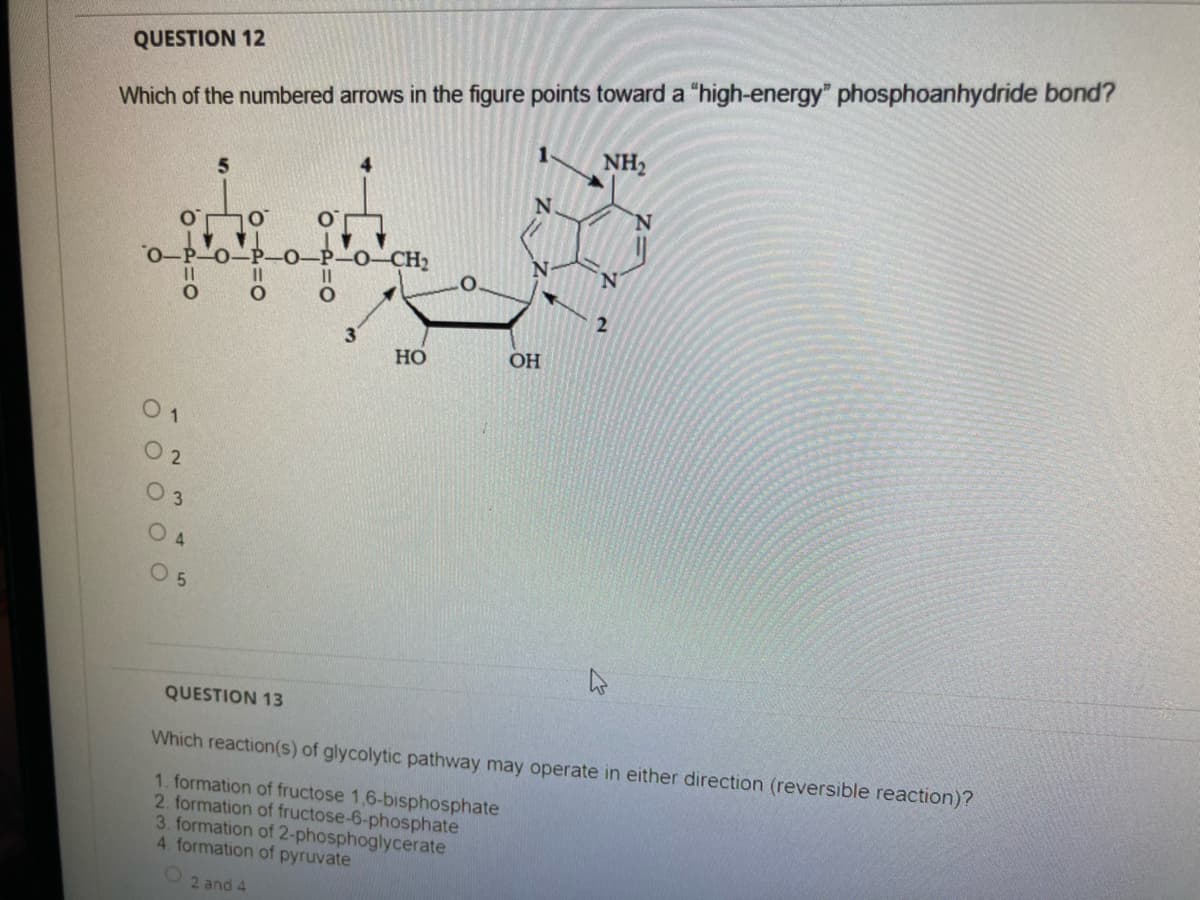 Which of the numbered arrows in the figure points toward a "high-energy phosphoanhydride bond?
NH2
QUESTION 12
1.
5.
0-CH2
0-P-0-P
Но
OH
O 2
O 3
O 4
O 5
QUESTION 13
Which reaction(s) of glycolytic pathway may operate in either direction (reversible reaction)?
1. formation of fructose 1,6-bisphosphate
2. formation of fructose-6-phosphate
3. formation of 2-phosphoglycerate
4. formation of pyruvate
O 2 and 4
