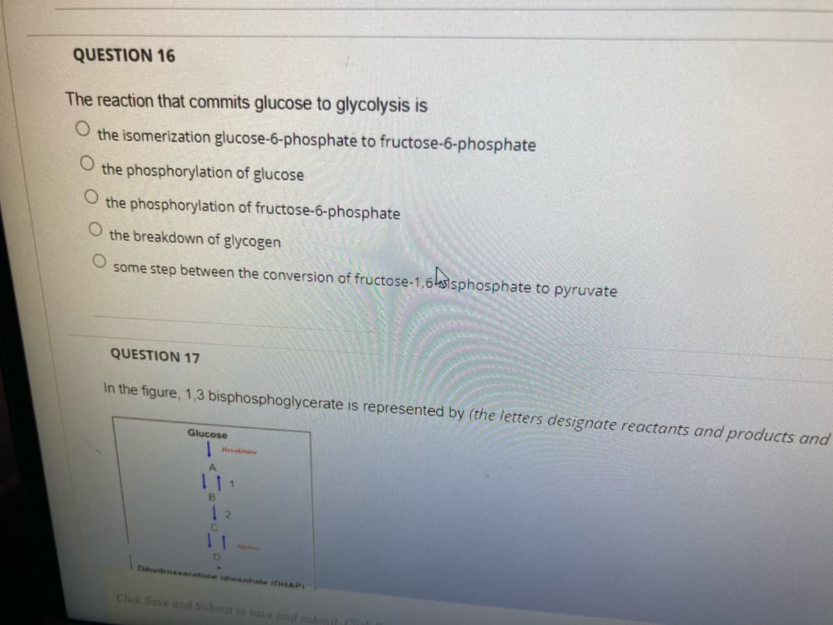 QUESTION 16
The reaction that commits glucose to glycolysis is
the isomerization glucose-6-phosphate to fructose-6-phosphate
the phosphorylation of glucose
the phosphorylation of fructose-6-phosphate
the breakdown of glycogen
some step between the conversion of fructose-1,6isphosphate to pyruvate
QUESTION 17
In the figure, 1,3 bisphosphoglycerate is represented by (the letters designate reactants and products and
Glucose
tBein
1
1 2
C.
Dihvdroxvacetone nhosnhate iDHAPI
Click Save and Submit to save and subm
