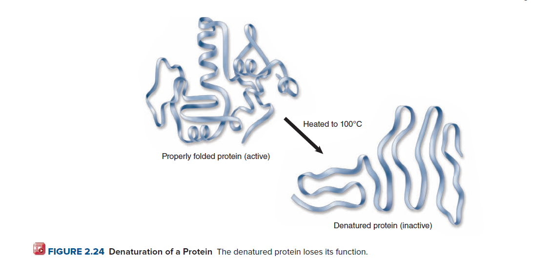 Heated to 100°C
Properly folded protein (active)
Denatured protein (inactive)
O FIGURE 2.24 Denaturation of a Protein The denatured protein loses its function.
