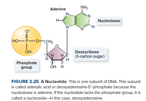 Adenine
NH2
N-
EN
Nucleobase
N°
`H
||
-0CH2
но— Р
Deoxyribose
(5-carbon sugar)
OH
Phosphate
group
OH H
FIGURE 2.25 A Nucleotide This is one subunit of DNA. This subunit
is called adenylic acid or deoxyadenosine-5'-phosphate because the
nucleobase is adenine. If the nucleotide lacks the phosphate group, it is
called a nucleoside-in this case, deoxyadenosine.
