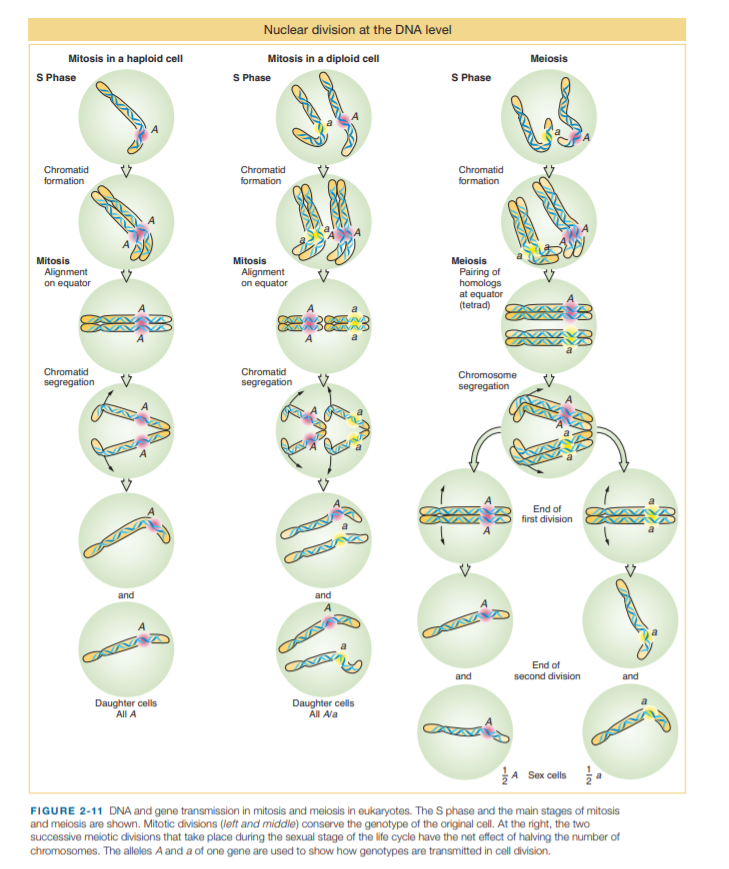 Nuclear division at the DNA level
Mitosis in a haploid cell
Mitosis in a diploid cell
Meiosis
S Phase
S Phase
S Phase
Chromatid
Chromatid
Chromatid
formation
formation
formation
Mitosis
Mitosis
Meiosis
Alignment
on equator
Alignment
on equator
Pairing of
homologs
at equator
(tetrad)
AVAY
Chromatid
segregation
Chromatid
segregation
Chromosome
segregation
End of
first division
and
and
A
End of
second division
and
and
Daughter cells
All A
Daughter cells
All Ala
Sex cells
FIGURE 2-11 DNA and gene transmission in mitosis and meiosis in eukaryotes. The S phase and the main stages of mitosis
and meiosis are shown. Mitotic divisions (left and middle) conserve the genotype of the original cell. At the right, the two
successive meiotic divisions that take place during the sexual stage of the life cycle have the net effect of halving the number of
chromosomes. The alleles A and a of one gene are used to show how genotypes are transmitted in cell division.
