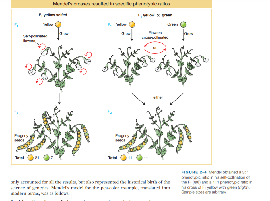 Mendel's crosses resulted in specific phenotypic ratios
F, yellow selfed
F, yellow x green
Yellow
F, Yellow
F1
Green
foor
Grow
Grow
Flowers
Grow
Self-pollinated
flowers
cross-pollinated
or
either
F2
F2
Progeny
seeds
Progeny
seeds
Total
21
Total
11
FIGURE 2-4 Mendel obtained a 3:1
only accounted for all the results, but also represented the historical birth of the
science of genetics. Mendeľ's model for the pea-color example, translated into
modern terms, was as follows:
phenotypic ratio in his self-pollination of
the F, (left) and a 1:1 phenotypic ratio in
his cross of F, yellow with green (right).
Sample sizes are arbitrary.
