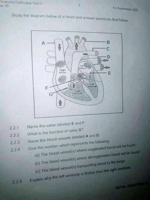 Scien
de 10
Controed Test3
ECenter 2021
Study the diagram below of a heart and answer questions that follow
A
2.21
Name the valve labelled E and F
222
What is the function of valve G?
223
Name the blood vessels latbeled A and D
Give the number which reptesents the folowing
(a) The blood vessel(s) where oxygenated biood wil be found
224
(b) The blood vessel(s) where deoxygenated blood wit be found
(c) The blood vessel(s) transporting biood to the lungs
2.2.5
Explain why the left ventricle is thicker than the right ventrice
TOTAL QUESTION
