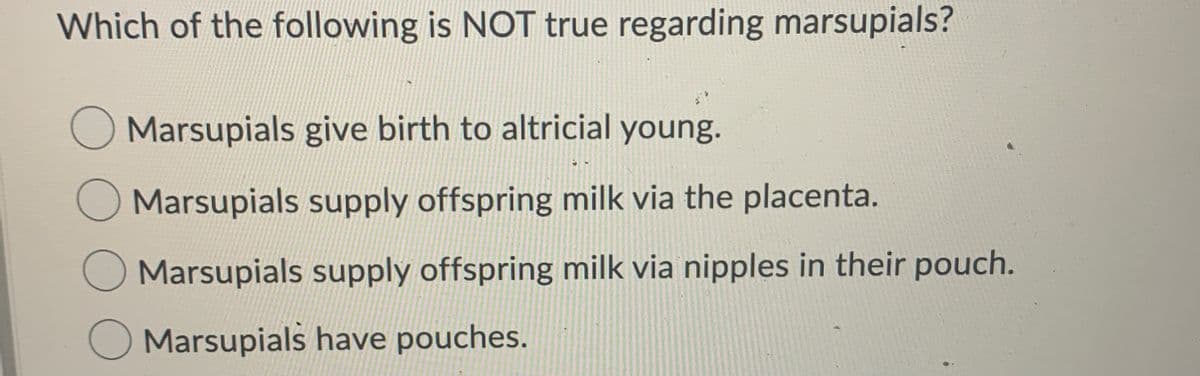 Which of the following is NOT true regarding marsupials?
Marsupials give birth to altricial young.
O Marsupials supply offspring milk via the placenta.
O Marsupials supply offspring milk via nipples in their pouch.
O Marsupials have pouches.
