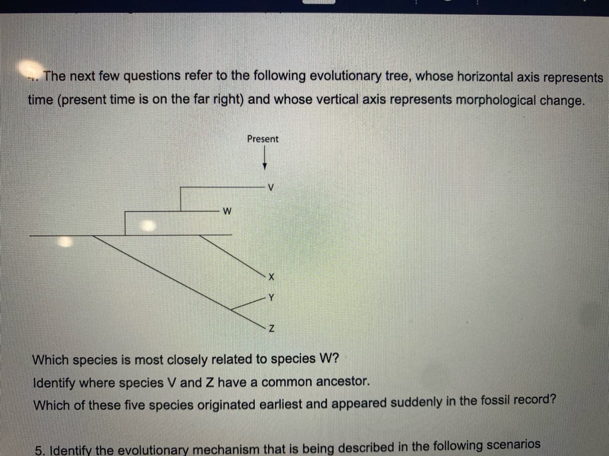 The next few questions refer to the following evolutionary tree, whose horizontal axis represents
time (present time is on the far right) and whose vertical axis represents morphological change.
W
Present
X
Y
Z
Which species is most closely related to species W?
Identify where species V and Z have a common ancestor.
Which of these five species originated earliest and appeared suddenly in the fossil record?
5. Identify the evolutionary mechanism that is being described in the following scenarios