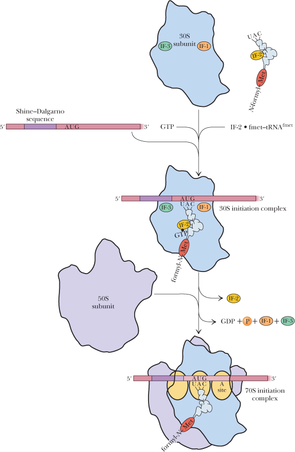 30S
UAC
F-3 subunit
(IF-1
Shine-Dalgarno
sequence
AUG
3'
GTP
IF-2 • fimet-tRNA
fmet
5'
AUG
UAC
IF-1)
3'
(IF-3)
30S initiation complex
IF-2
GTP
50S
subunit
IF-2
GDP + P+IF-D+ (F-3
5'
AUG
UẬC
3'
A
site
70S initiation
complex
formyl-NMet
in
N-formyk
formyl-N
