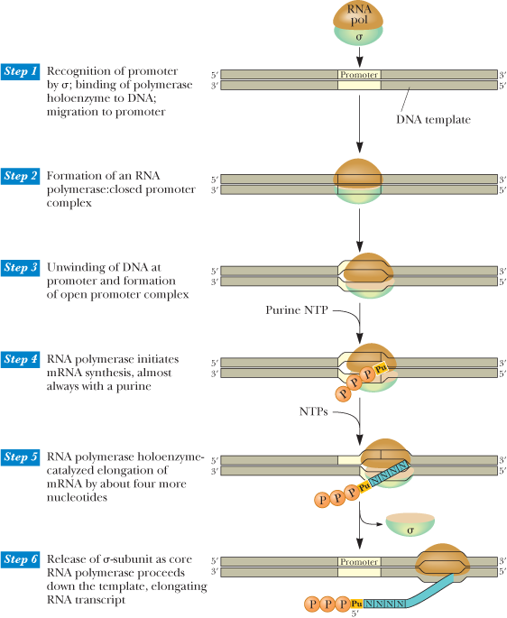 RNA
pol
Step 1 Recognition of promoter
by o; binding of polymerase
holoenzyme to DNÁ;
migration to promoter
5'
Promoter
3'
5'
DNA template
Step 2 Formation of an RNA
5'
polymerase:closed promoter 3t
complex
Step 3 Unwinding of DNA at
promoter and formation
3
of open promoter complex
Purine NTP
Step 4 RNA polymerase initiates
mRNA synthesis, almost
always with a purine
5'
3'
5'
PPP Fa
NTPS
Step 5 RNA polymerase holoenzyme- 3'[
catalyzed elongation of
MRNA by about four more
nucleotides
3'
PPP PuNINININA
Step 6 Release of o-subunit as core
RNA polymerase proceeds
down the template, elongating
RNA transcript
Promoter
3'
P P P Pu NNNNI
5'
in io
o io
e io
