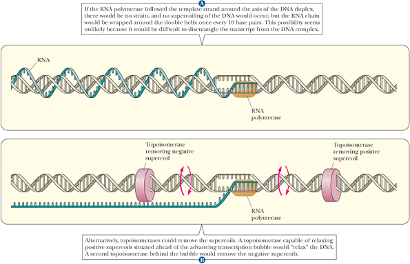 If the RNA polymerase followed the template strand around the axis of the DNA duplex,
there would be no strain, and no supercoiling of the DNA would occur, but the RNA chain
would be wrapped around the double helix once every 10 base pairs. This possibility seems
unlikely because it would be difficult to disentangle the transcript from the DNA complex.
RNA
RNA
polymerase
Торoisomerase
removing negative
supercoil
Topoisomerase
removing positive
supercoil
RNA
polymerase
Alternatively, topoisomerases coukd remove the supercoils. A topoisomerase capable of relaxing
positive supercoils situated ahead of the advancing transcription bubble would "relax" the DNA.
A second topoisomerase behind the bubble would remove the negative supercoils.
