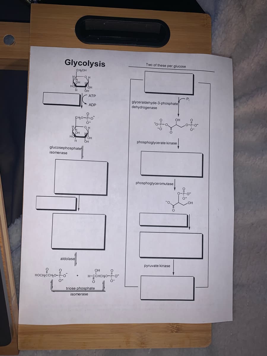 Glycolysis
Two of these per glucose
CHOH
он
но
OH
ATP
P,
glyceraldehyde-3-phosphate
dehydrogenase
ADP
CH,0-P-o
o-
OH
"o-P-O
-O-P-o
o-
он
но
OH
OH
phosphoglycerate kinase
glucosephosphate
isomerase
phosphoglyceromutase
o-P-o
o-
HO
aldolase
pyruvate kinase
-P-o
o-
носн
triose phosphate
isomerase
