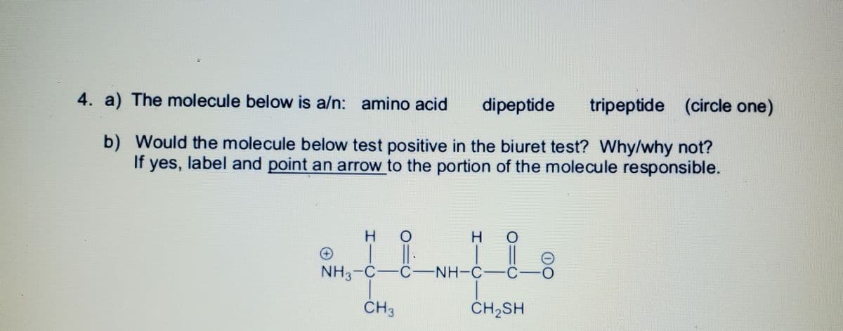 4. a) The molecule below is a/n: amino acid
dipeptide
tripeptide (circle one)
b) Would the molecule below test positive in the biuret test? Why/why not?
If yes, label and point an arrow to the portion of the molecule responsible.
H.
H.
NH3-C-C-NH-C-C
CH3
CH2SH
