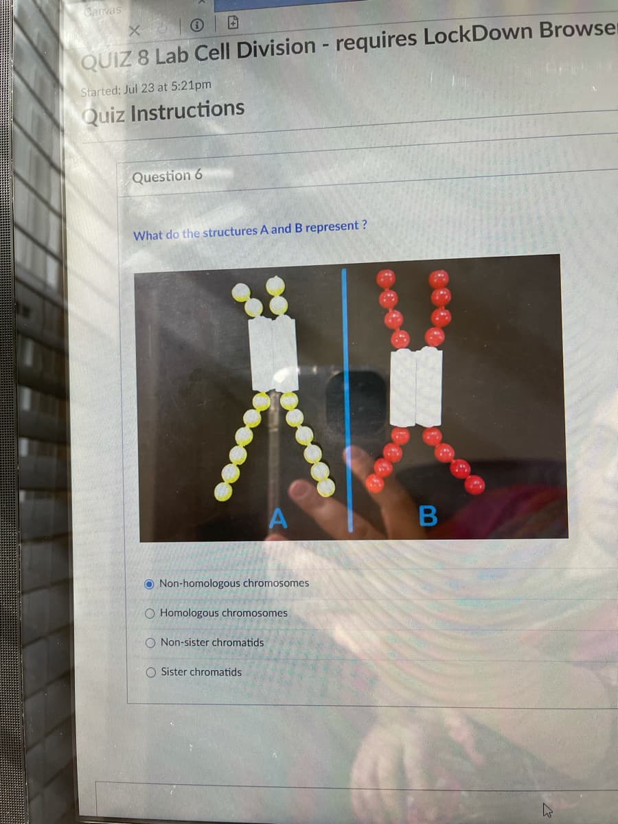 Canvas
QUIZ 8 Lab Cell Division - requires LockDown Browser
Started: Jul 23 at 5:21pm
Quiz Instructions
Question 6
What do the structures A and B represent ?
O Non-homologous chromosomes
O Homologous chromosomes
O Non-sister chromatids
O Sister chromatids
B
