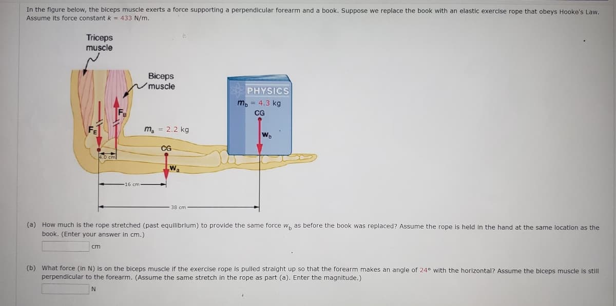 In the figure below, the biceps muscle exerts
force supporting a perpendicular forearm and a book, Suppose we replace the book with an elastic exercise rope that obeys Hooke's Law.
Assume its force constantk = 433 N/m.
Triceps
muscle
Biceps
V muscle
PHYSICS
m, = 4.3 kg
CG
m, = 2.2 kg
CG
Wa
38 cm
(a) How much is the rope stretched (past equilibrium) to provide the same force w as before the book was replaced? Assume the rope is held in the hand at the same location as the
book. (Enter your answer in cm.)
cm
(b) What force (in N) is on the biceps muscle If the exercise rope is pulled straight up so that the forearm makes an angle of 24° with the horizontal? Assume the biceps muscle is still
perpendicular to the forearm. (Assume the same stretch in the rope as part (a). Enter the magnitude.)
