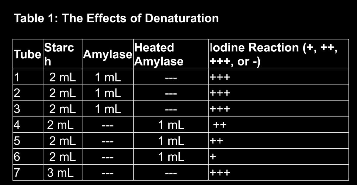 Table 1: The Effects of Denaturation
Heated
Tube Amylase Amylase
1
2
23
3
4
5
LO CO
6
7
Starc
h
2 mL
2 mL
2 mL
2 mL
2 mL
2 mL
3 mL
1 mL
1 mL
1 mL
¦
|||
1 mL
1 mL
1 mL
lodine Reaction (+, ++,
+++, or -)
+++
|+++
|+++
++
|++
|+
+++