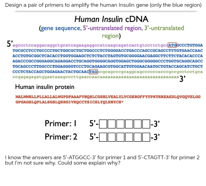 Design a pair of primers to amplify the human Insulin gene (only the blue region)
Human Insulin CDNA
(gene sequence, 5'-untranslated region, 3'-untranslated
region)
5'agecete
agccctccaggacaggctgcatcagaagaggccatcaagcagatcactgtccttctgccATGGCCCTGTGGA
TGCGCCTCCTGCCCCTGCTGGCGCTGCTGGCCCTCTGGGGACCTGACCCAGCCGCAGCCTTTGTGAACCAAC
АССТСTGCGGCTCАCАCСТGGTGGAAGCTCTCТАССТАGTGTGCGGGGAACGAGGCTTCTTCTACАCACСCА
AGACCCGCCGGGAGGCAGAGGACCTGCAGGTGGGGCAGGTGGAGCTGGGCGGGGGCCCTGGTGCAGGCAGCC
TGCAGCCCTTGGCCCTGGAGGGGTCCCTGCAGAAGCGTGGCATTGTGGAACAATGCTGTACCAGCATCTGCT
CCCTCTACCAGCTGGAGAACTACTGCAACTAGacgcagcccgcaggcagccccccacccgccgcctcctgca
ccgagagagatggaataaagcccttgaaccaacaaaaaaaaaaaaaaaaaaaaaaaaaaaaaaŋ'
Human insulin protein
MALWMRLLPLLALLALWGPDPAAAFVNQHLCGSHLVEALYLVCGERGFFYTPKTRREAEDLQVGQVELGG
GPGAGSLQPLALEGSLQKRGIVEQCCTSICSLYQLENYCN*
5'-C
5'-I
]-3'
]-3'
Primer: I
Primer: 2
I know the answers are 5'-ATGGCC-3' for primer 1 and 5'-CTAGTT-3' for primer 2
but I'm not sure why. Could some explain why?
