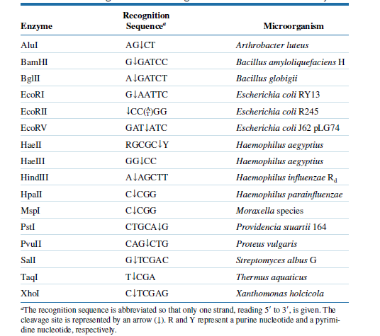 Recognition
Sequence"
Enzyme
Microorganism
Alul
AGICT
Arthrobacter luteus
BamHI
GIGATCC
Bacillus amyloliquefaciens H
BgllI
AIGATCT
Bacillus globigii
ECORI
GIAATTC
Escherichia coli RY13
ECORII
ICCGG
Escherichia coli R245
EcoRV
GATJATC
Escherichia coli J62 PLG74
Haell
RGCGClY
Наеторhilus aegyрtius
HaellI
GG|CC
Haemophilus aegyptius
HindlII
ALAGCTT
Haemophilus influenzae R4
Hpall
clCGG
Haemophilus parainfluenzae
Mspl
CICGG
Moraxella species
PstI
CTGCAIG
Providencia stuartii 164
Pvull
CAGICTG
Proteus vulgaris
Sall
GITCGAC
Streptomyces albus G
Тaql
TICGA
Thermus aquaticus
Xhol
CITCGAG
Xanthomonas holcicola
The recognition sequence is abbreviated so that only one strand, reading 5' to 3', is given. The
cleavage site is represented by an arrow (1). R and Y represent a purine nucleotide and a pyrimi-
dine nucleotide, respectively.
