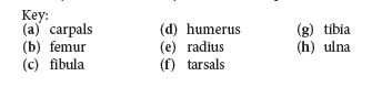 Key:
(а) carpals
(b) femur
(c) fibula
(d) humerus
(e) radius
(f) tarsals
(g) tibia
(h) ulna
