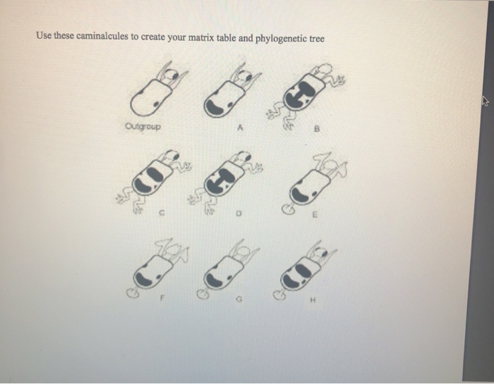 Use these caminalcules to create your matrix table and phylogenetic tree
Outgroup
