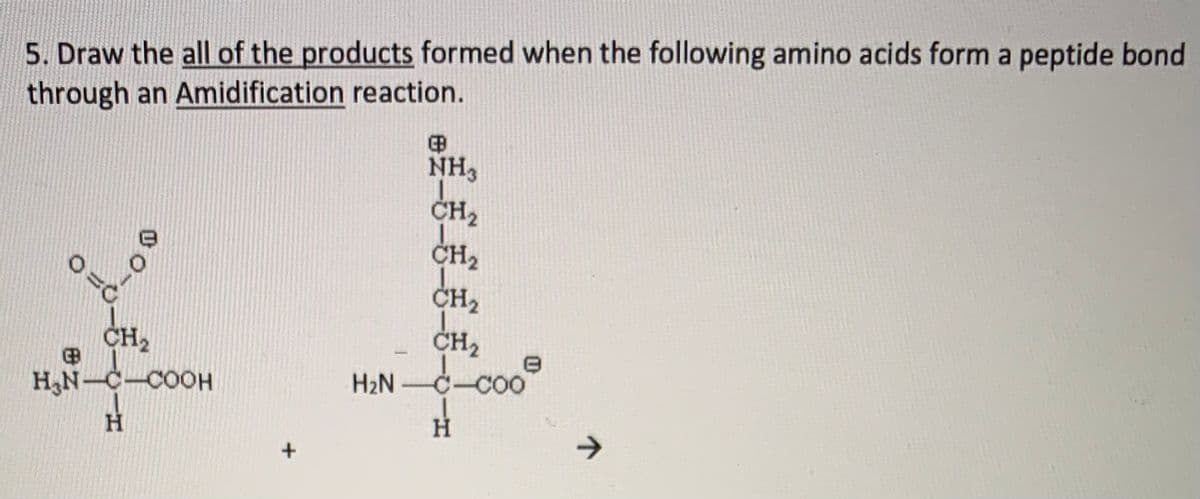 5. Draw the all of the products formed when the following amino acids form a peptide bond
through an Amidification reaction.
NH,
CH2
CH2
CH2
ČH2
CH2
H3N-C-COOH
H2N-C-CO0
H.
H
