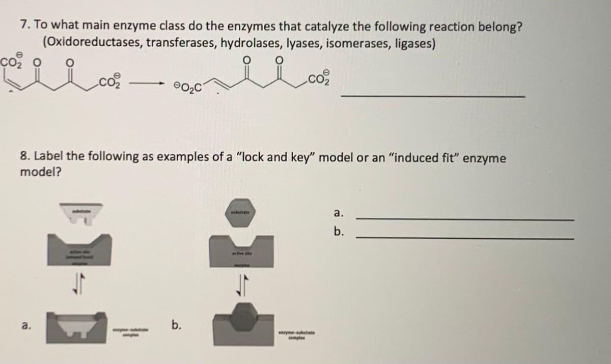 7. To what main enzyme class do the enzymes that catalyze the following reaction belong?
(Oxidoreductases, transferases, hydrolases, lyases, isomerases, ligases)
со о
8. Label the following as examples of a "lock and key" model or an "induced fit" enzyme
model?
substrate
a.
b.
tive sihe
a.
b.
yme-bstrate
comples
