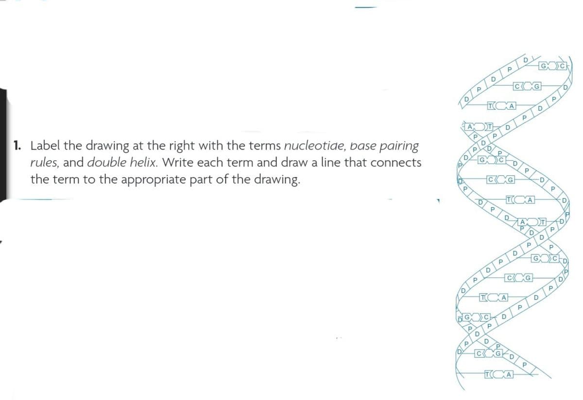 1. Label the drawing at the right with the terms nucleotide, base pairing
rules, and double helix. Write each term and draw a line that connects
the term to the appropriate part of the drawing.
AX
P
010101010
80
Р
PDP
TCXA
D.
D
C
GXC
P
0
CXG
P
P
D
A
ICXA
D
P
G
D
D
CXG
D
TCXA
DL
D
TCXA
0101010
D
CXG
P
AXT
D
P
P
P
P
D
0
D
P
P
P
GCD
LON
A