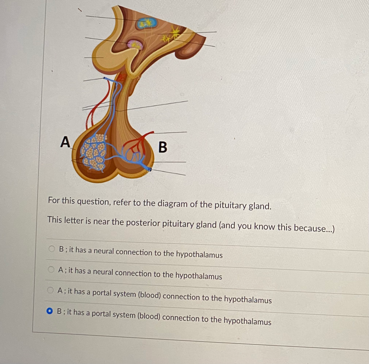 For this question, refer to the diagram of the pituitary gland.
This letter is near the posterior pituitary gland (and you know this because...)
OB; it has a neural connection to the hypothalamus
OA; it has a neural connection to the hypothalamus
OA; it has a portal system (blood) connection to the hypothalamus
O B; it has a portal system (blood) connection to the hypothalamus
A.
