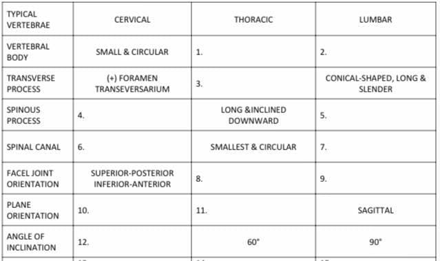 TYPICAL
VERTEBRAE
VERTEBRAL
BODY
TRANSVERSE
PROCESS
SPINOUS
PROCESS
SPINAL CANAL
FACEL JOINT
ORIENTATION
PLANE
ORIENTATION
ANGLE OF
INCLINATION
4.
6.
10.
12.
CERVICAL
SMALL & CIRCULAR
(+) FORAMEN
TRANSEVERSARIUM
SUPERIOR-POSTERIOR
INFERIOR-ANTERIOR
1.
3.
8.
11.
THORACIC
LONG &INCLINED
DOWNWARD
SMALLEST & CIRCULAR
60°
2.
CONICAL-SHAPED, LONG &
SLENDER
5.
7.
LUMBAR
9.
SAGITTAL
90°