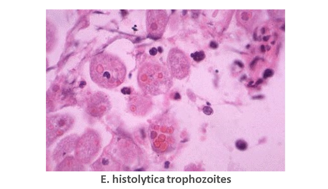 E. histolytica trophozoites