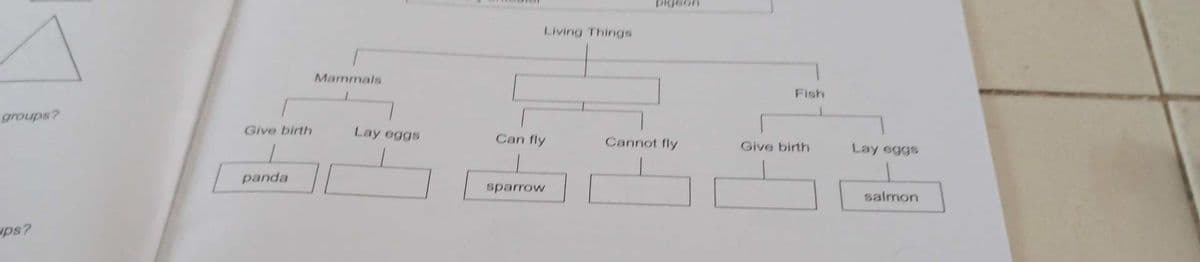 Living Things
Mammals
Fish
groups?
Give birth
Lay eggs
Can fly
Cannot fly
Lay eggs
Give birth
panda
sparrow
salmon
ups?
