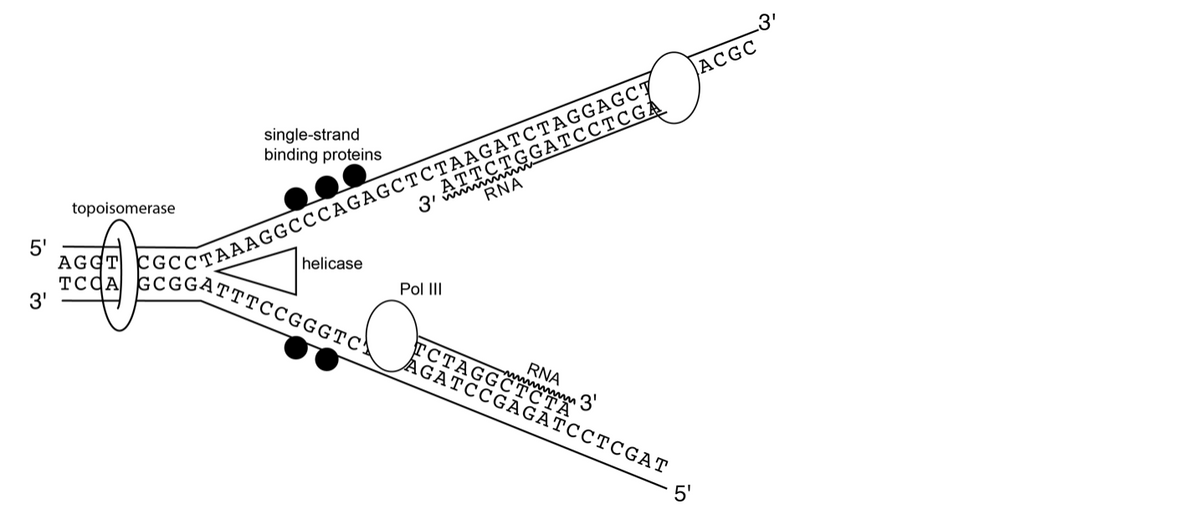 5'
3'
topoisomerase
single-strand
binding proteins
AGGT
TCCA GCGGATTTCCGGGTC
helicase
ATTCTGGATCCTCGA
RNA
CCTAAAGGCCCAGAGCTCTAAGATCTAGGAGCT
3'
Pol III
ACGC
RNA
TCTAGGC3
AGATCCGAGATCCTCGAT
0!
3'