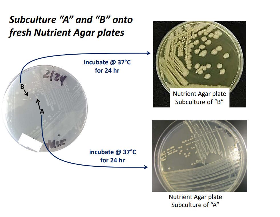 Subculture "A" and "B" onto
fresh Nutrient Agar plates
incubate @ 37°C
for 24 hr
Nutrient Agar plate
Subculture of “B"
Mue
incubate @ 37°C
for 24 hr
Nutrient Agar plate
Subculture of "A"
