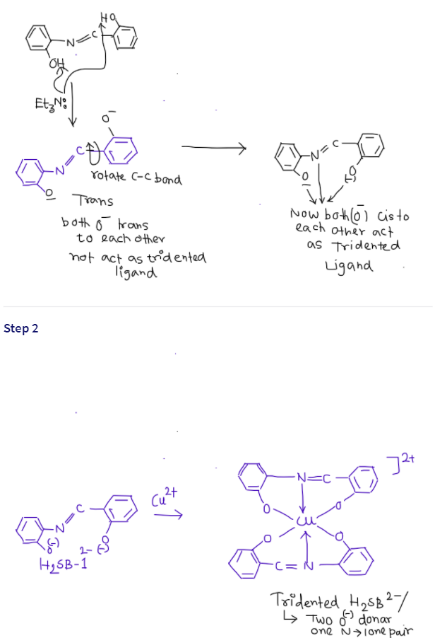 EtzN:
Yotate C-C bond
Trans
both o trans
to each other
Now bothl0) cis to
each other oct
as Tridented
not act as tridented
ligand
Ligand
Step 2
2+
N=C
Cu
2+
H2SB-1
C= N
Teridented H25B?7/
> Two 6 donar
one N>ione pair
