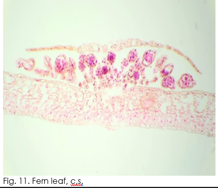 Fig. 11. Fern leaf, c.S.
