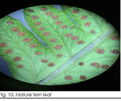 Fig. 10. Mature fern leaf
