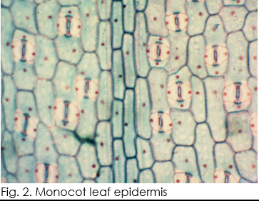 Fig. 2. Monocot leaf epidermis
