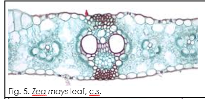 Fig. 5. Zea mays leaf, C.s.

